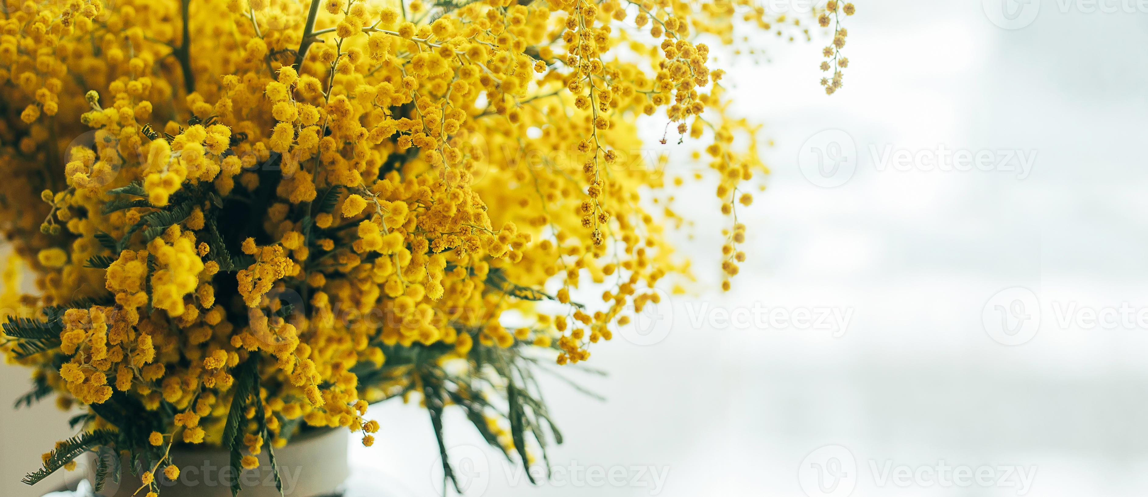 Mimosa Flowers
