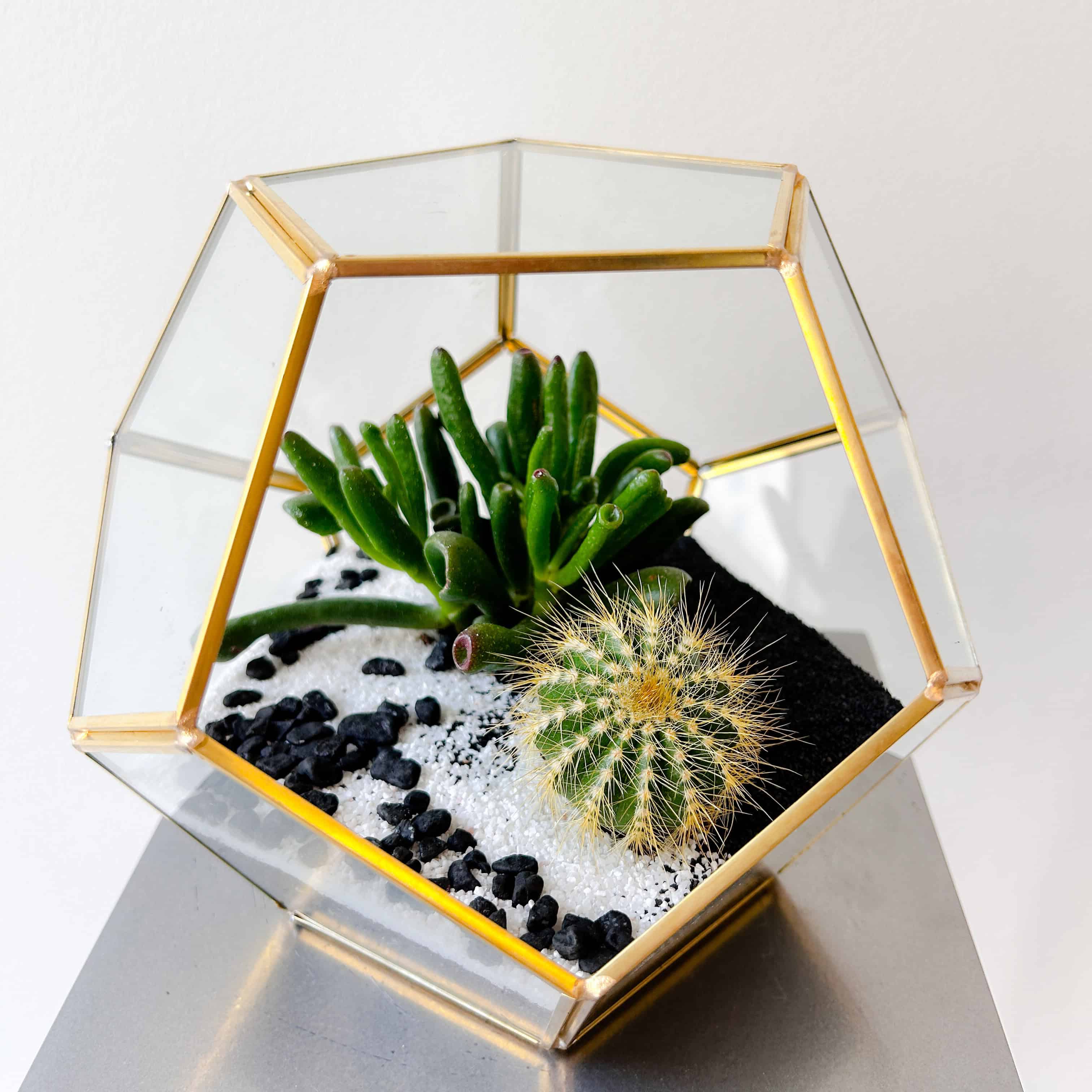 Succulents