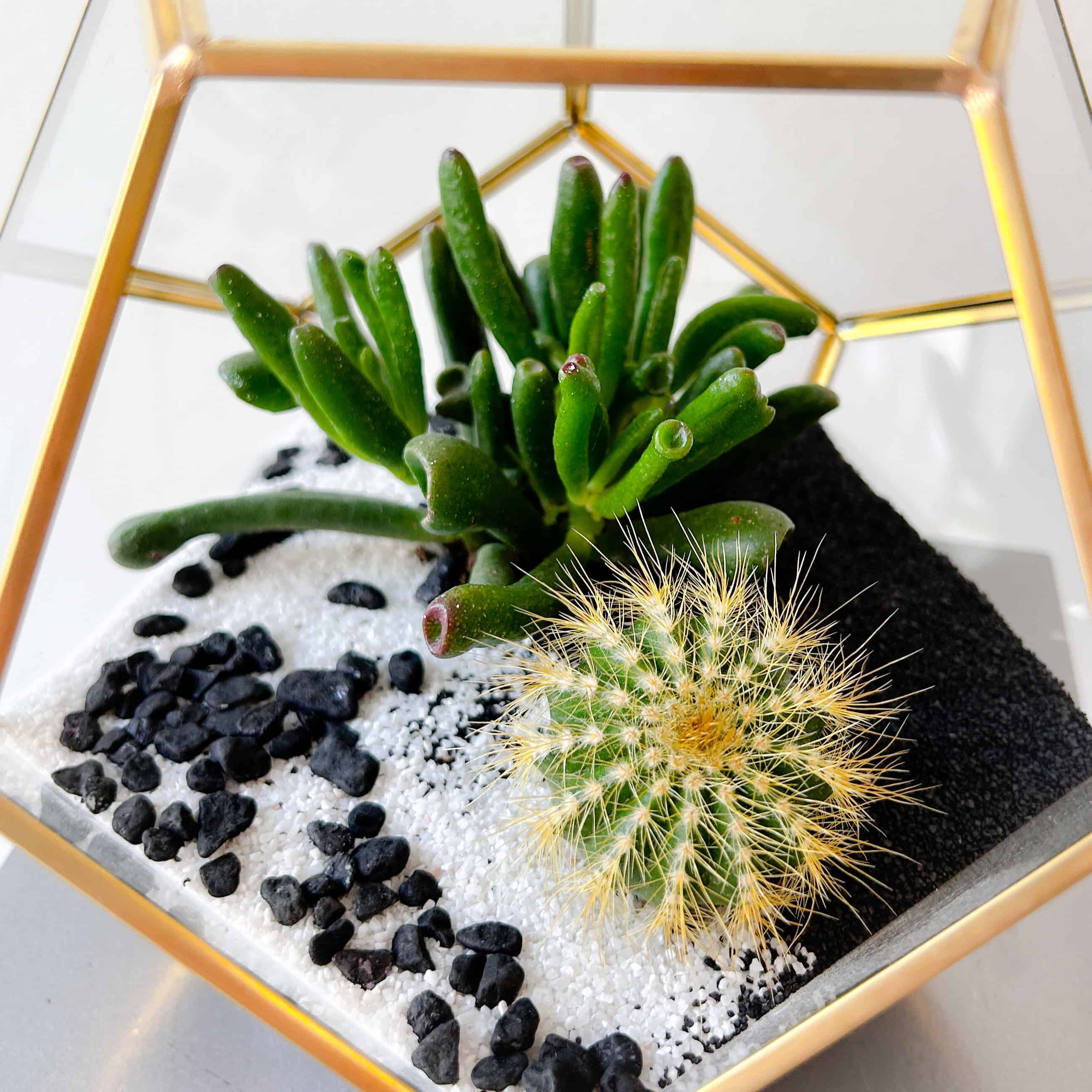 Yin Yang Succulent Haven