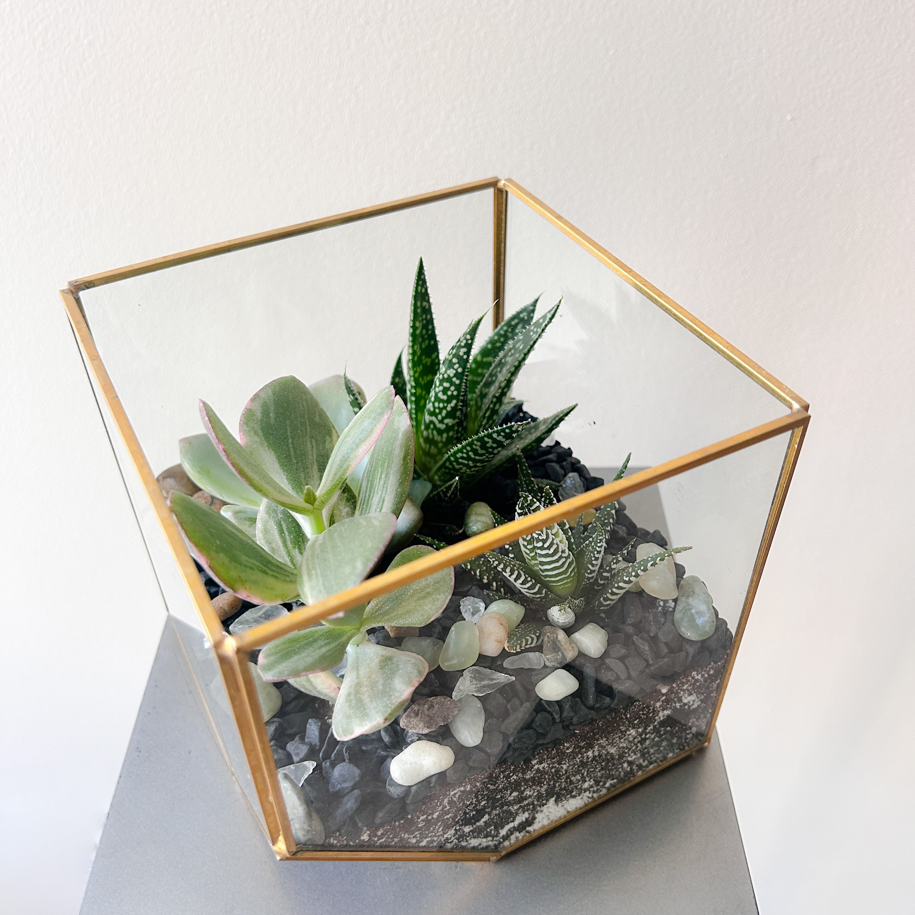 Square Succulent Terrarium