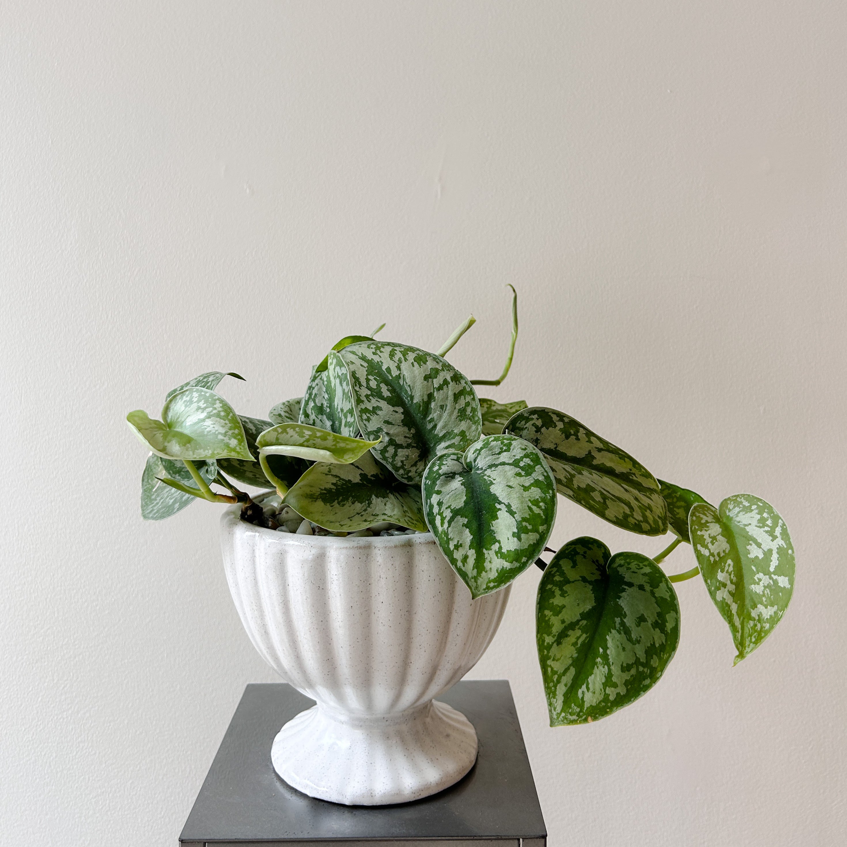 Pothos Marble