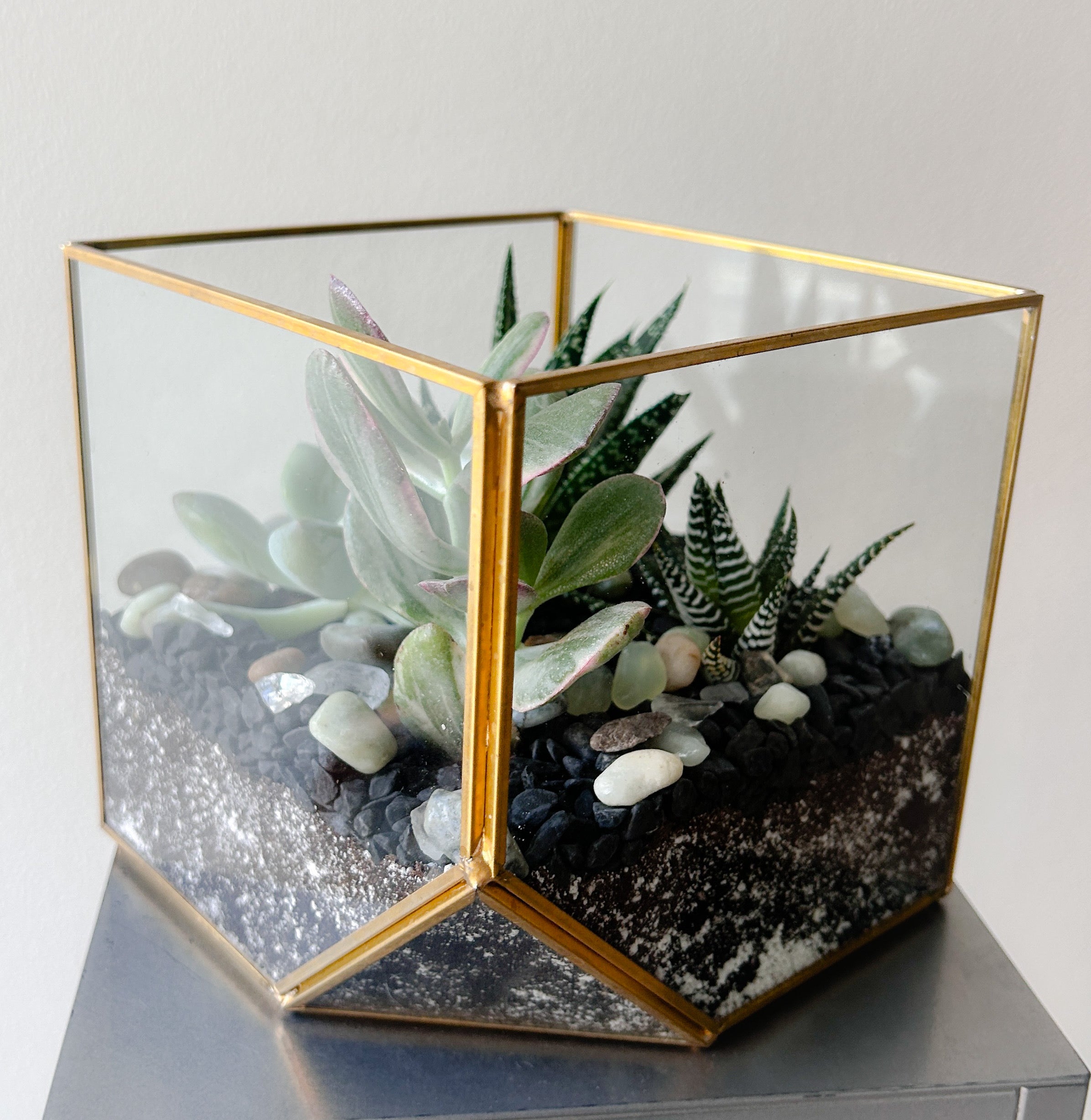 Square Succulent Terrarium