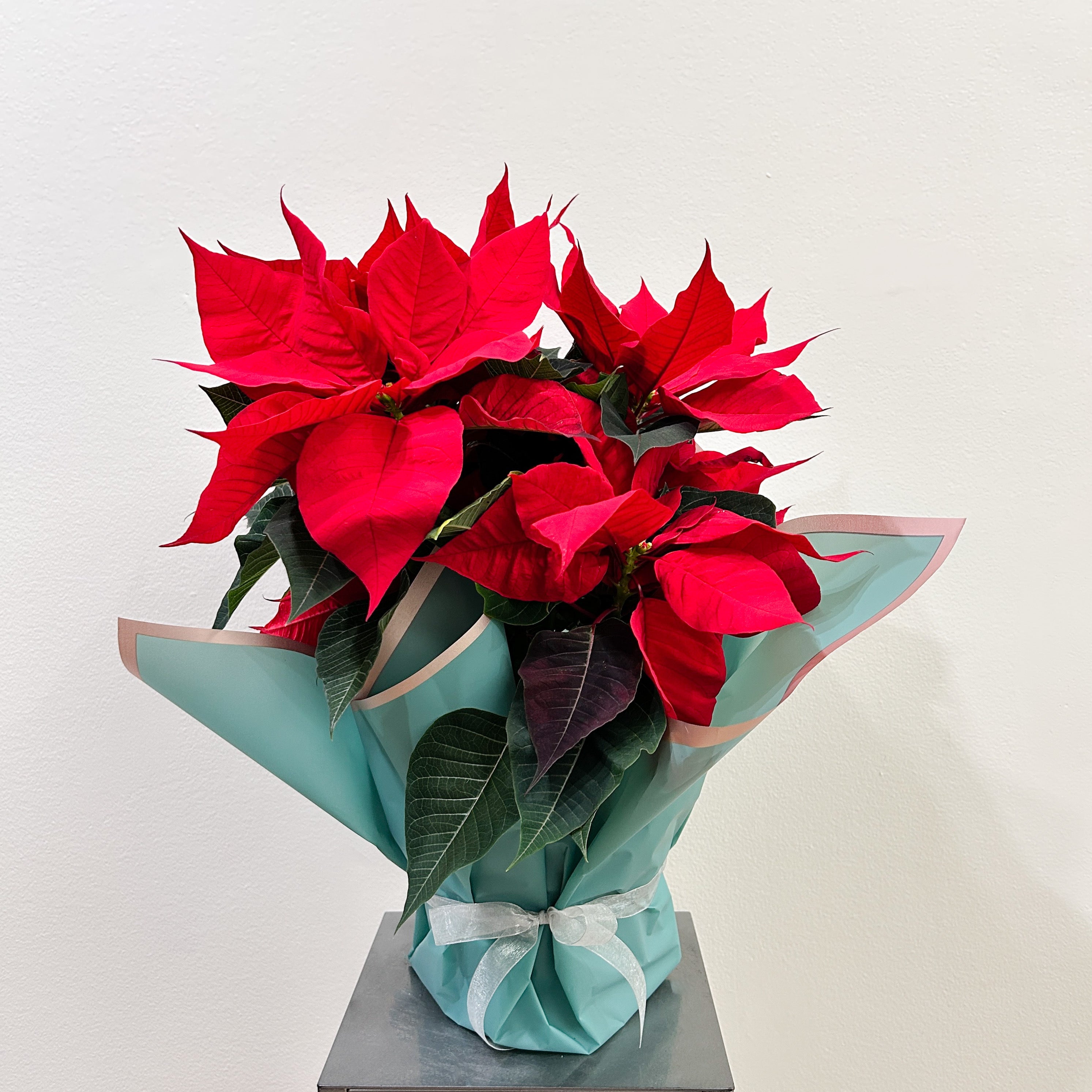 Festive Poinsettia