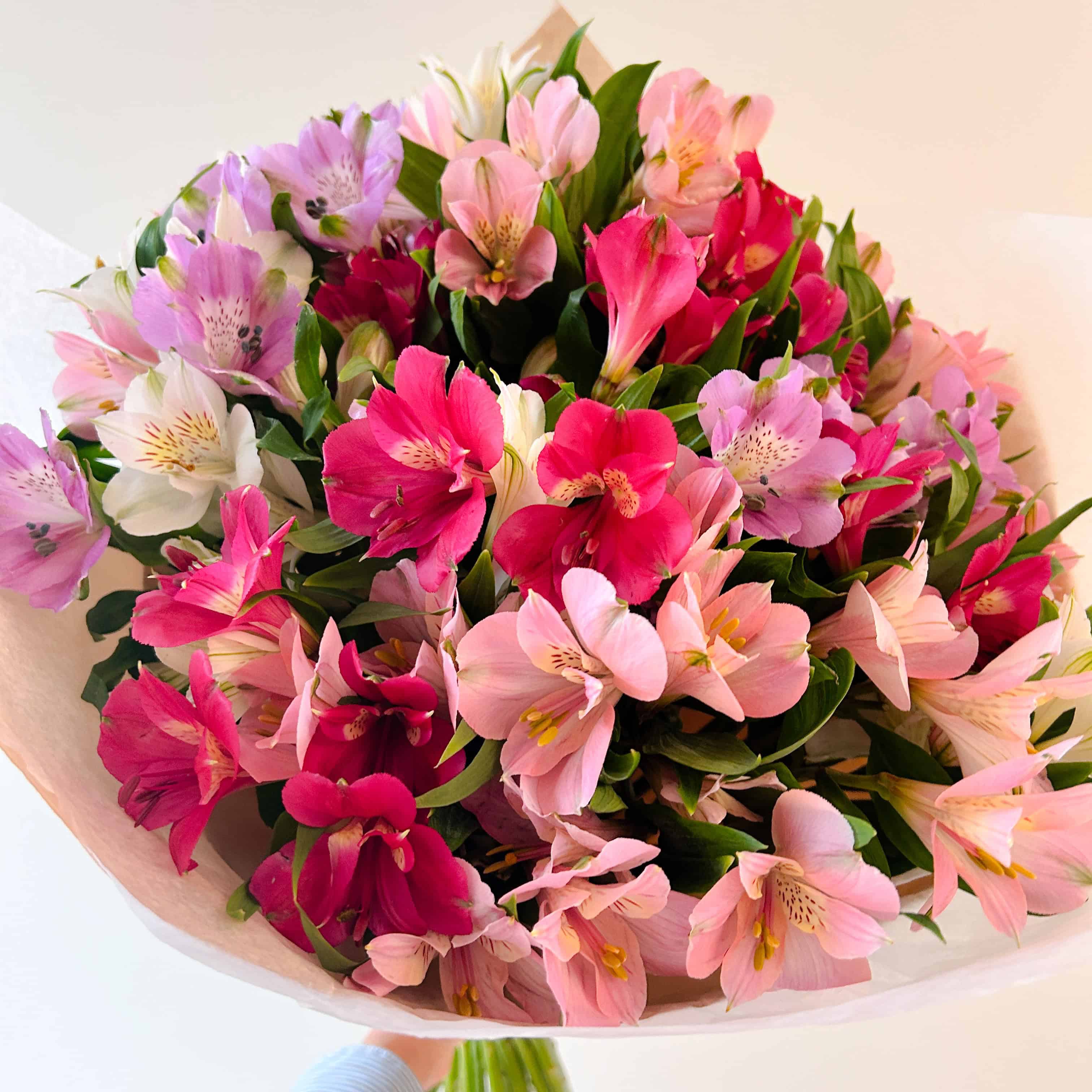 Alstroemeria Fantasy
