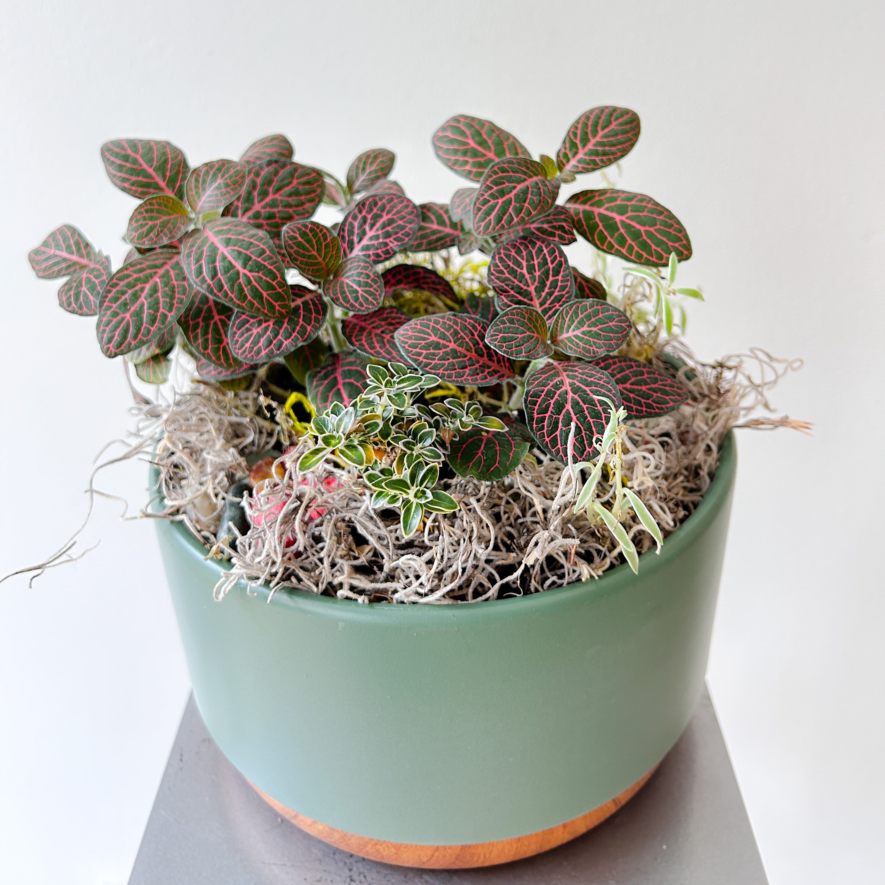 Fittonia Moss Garden