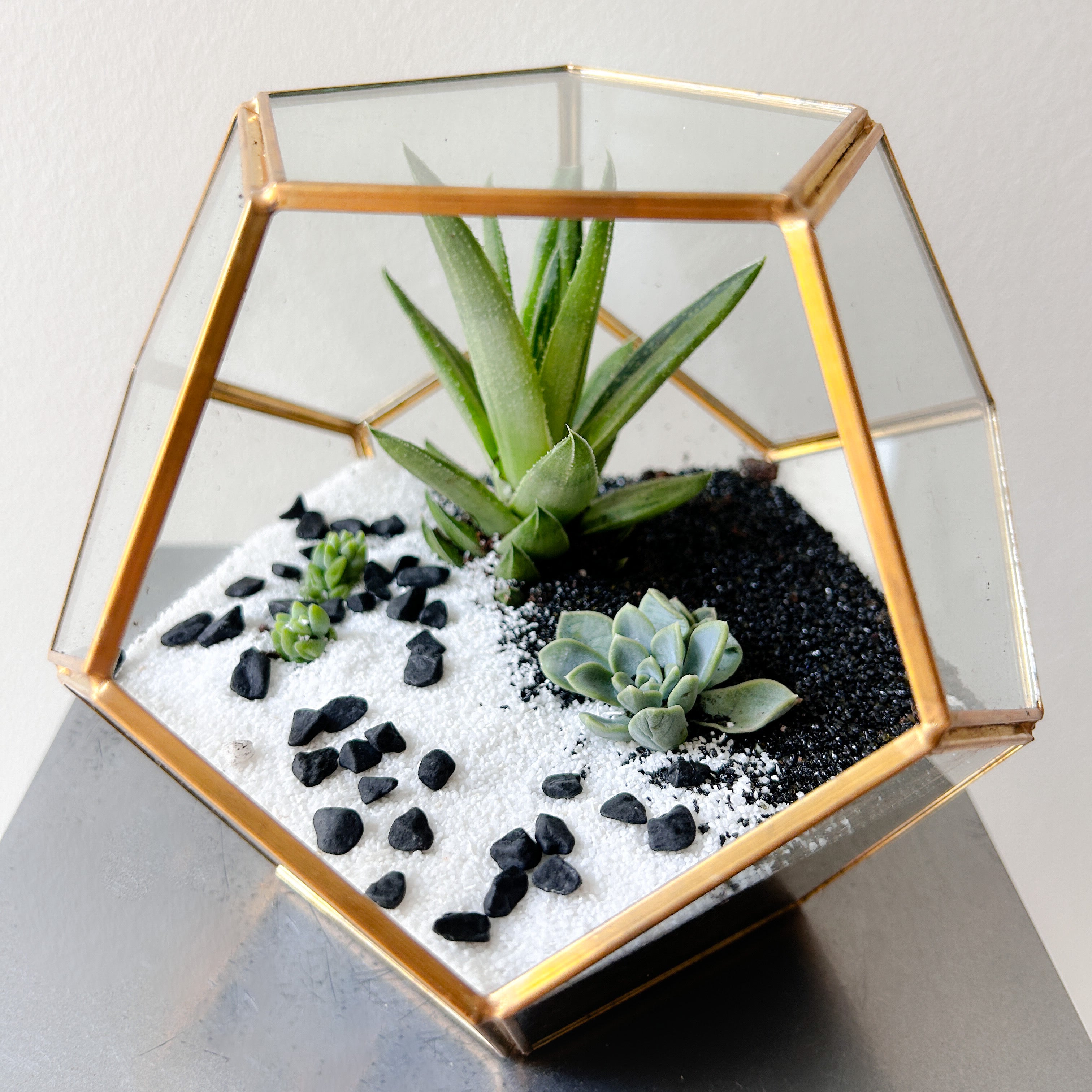 Yin Yang Succulent Haven
