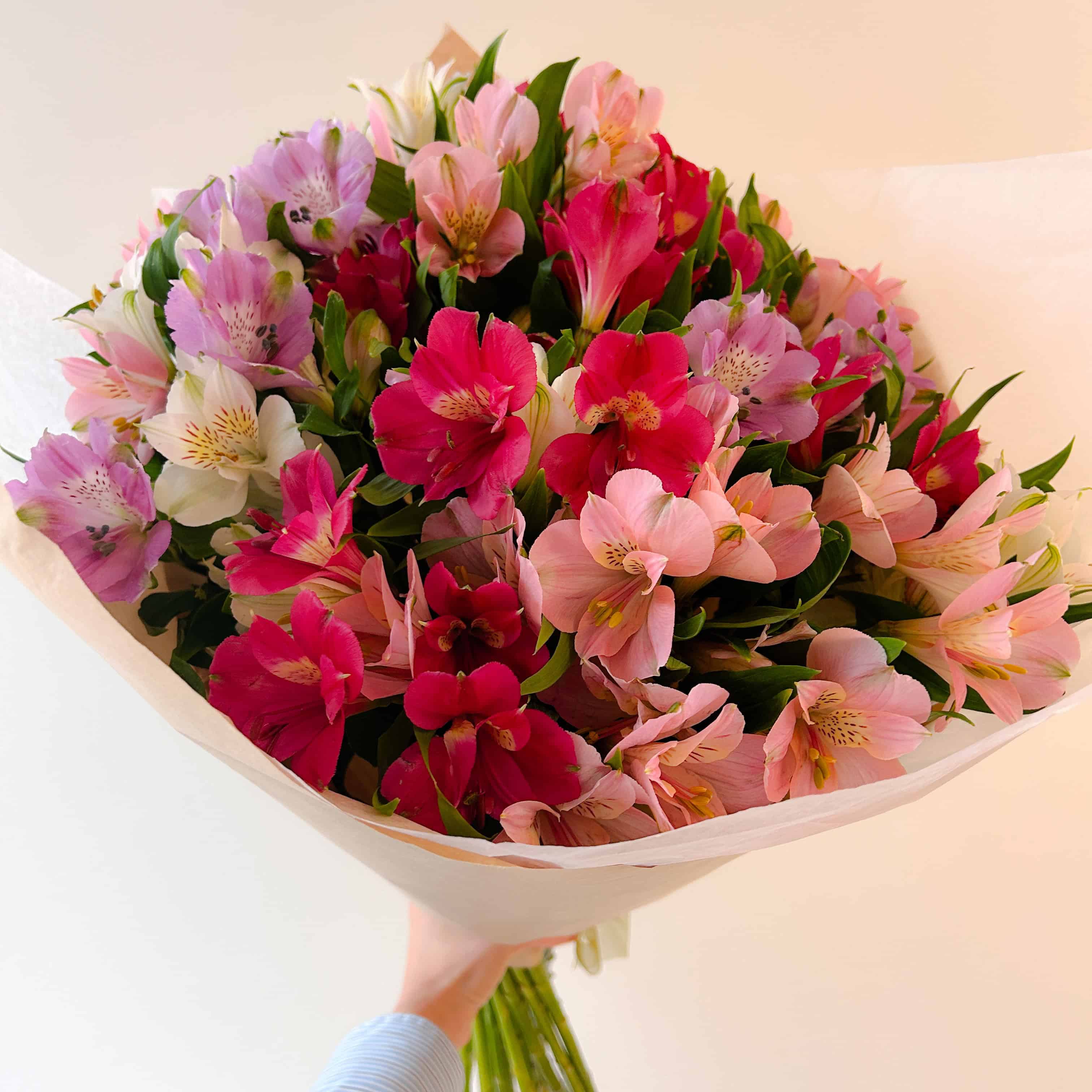 Alstroemeria Fantasy