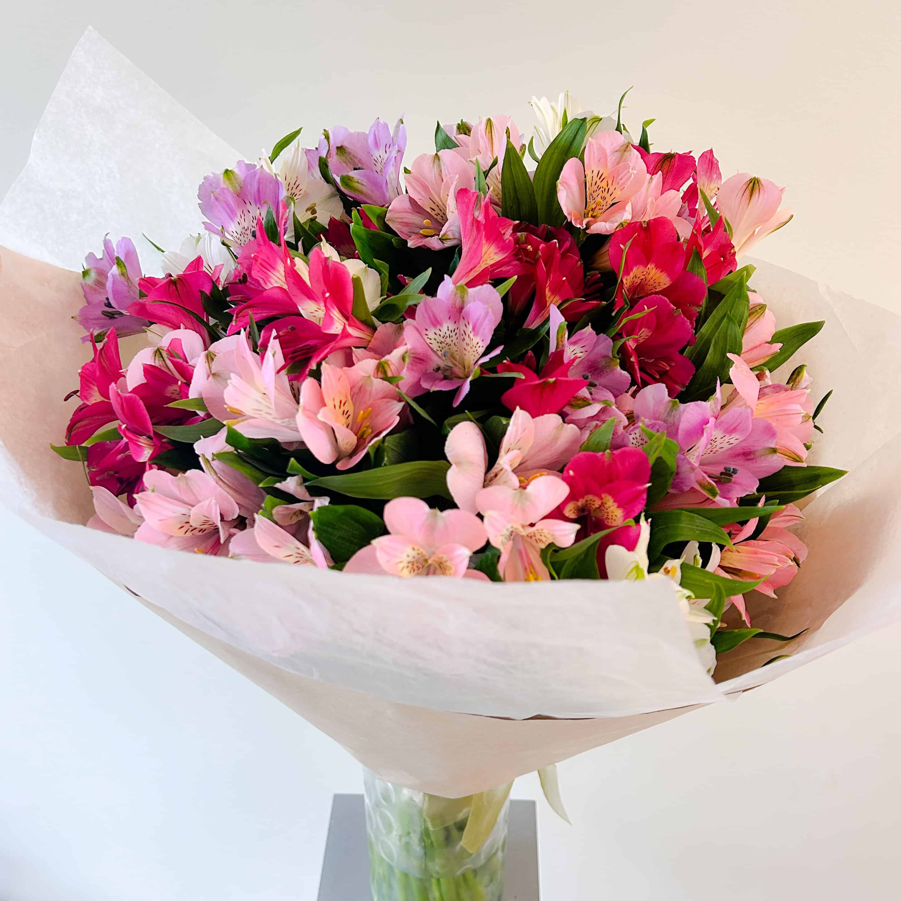 Alstroemeria Fantasy