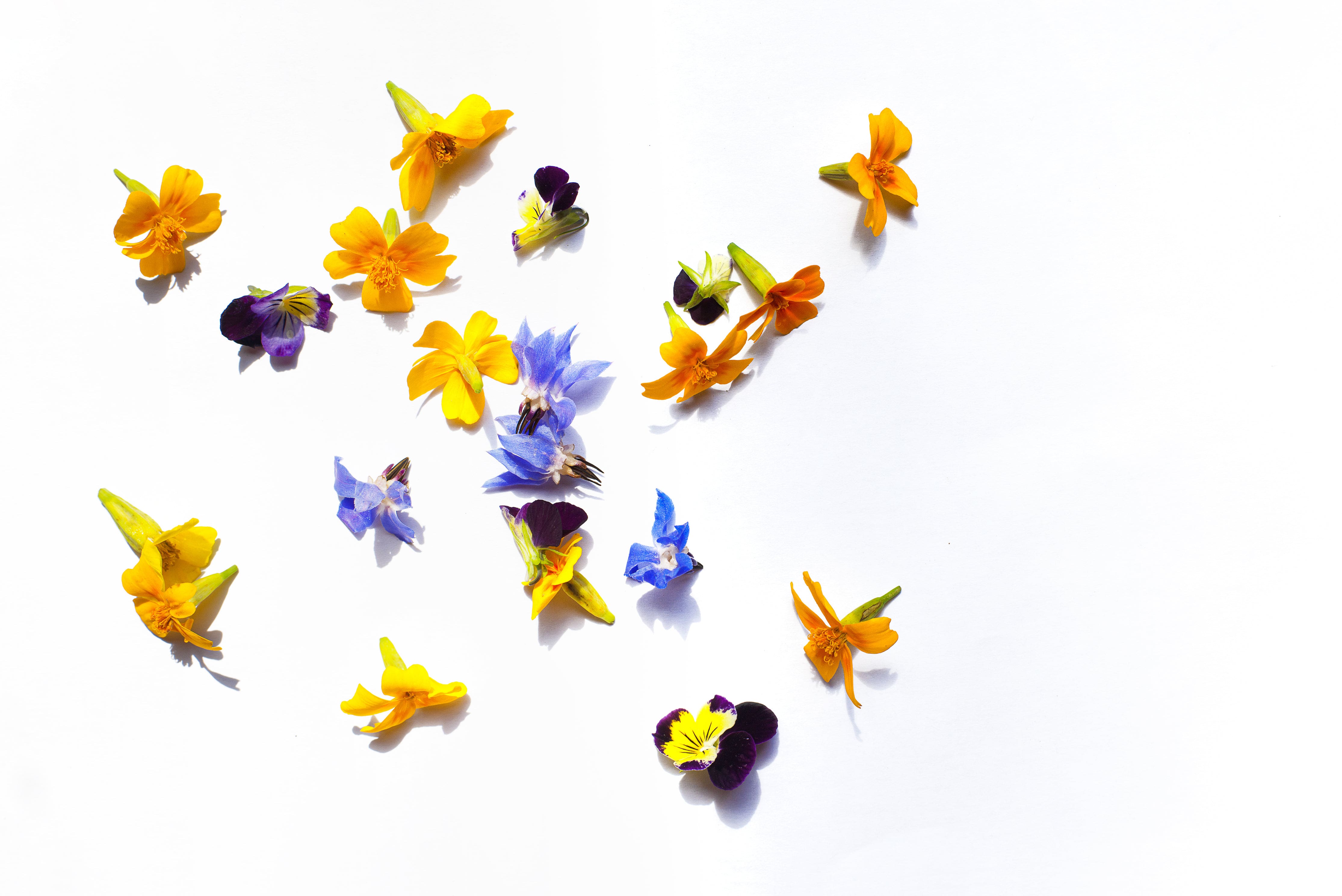 Top Florist in Toronto Downtown