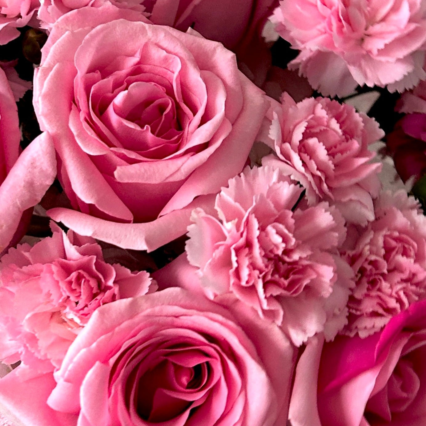 pink roses