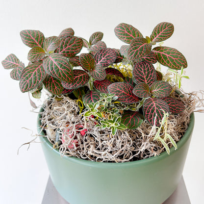 Fittonia Moss Garden