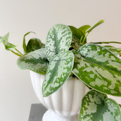 Pothos Marble