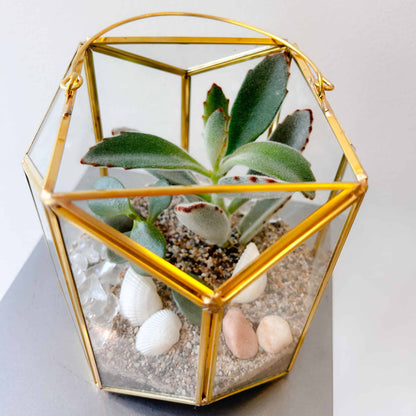 Golden Glow Succulent Lantern