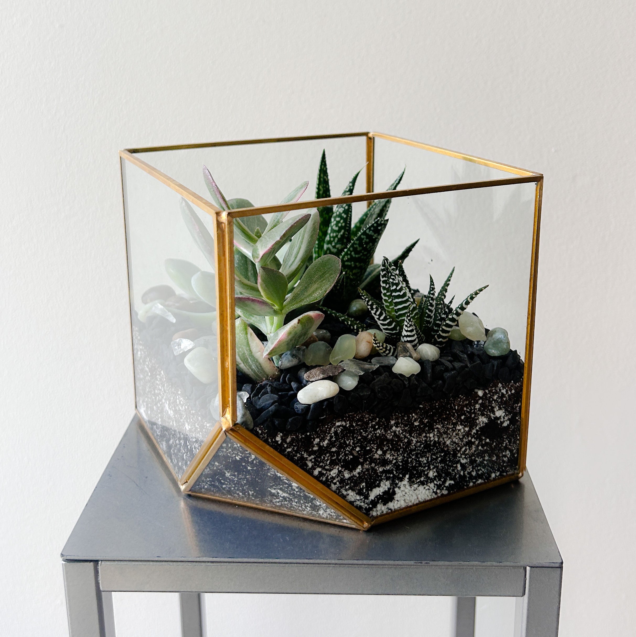 Square Succulent Terrarium