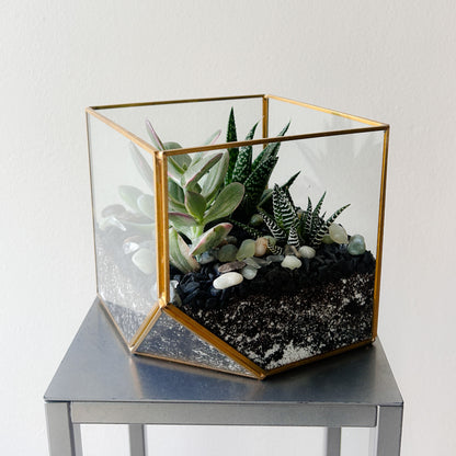 Square Succulent Terrarium