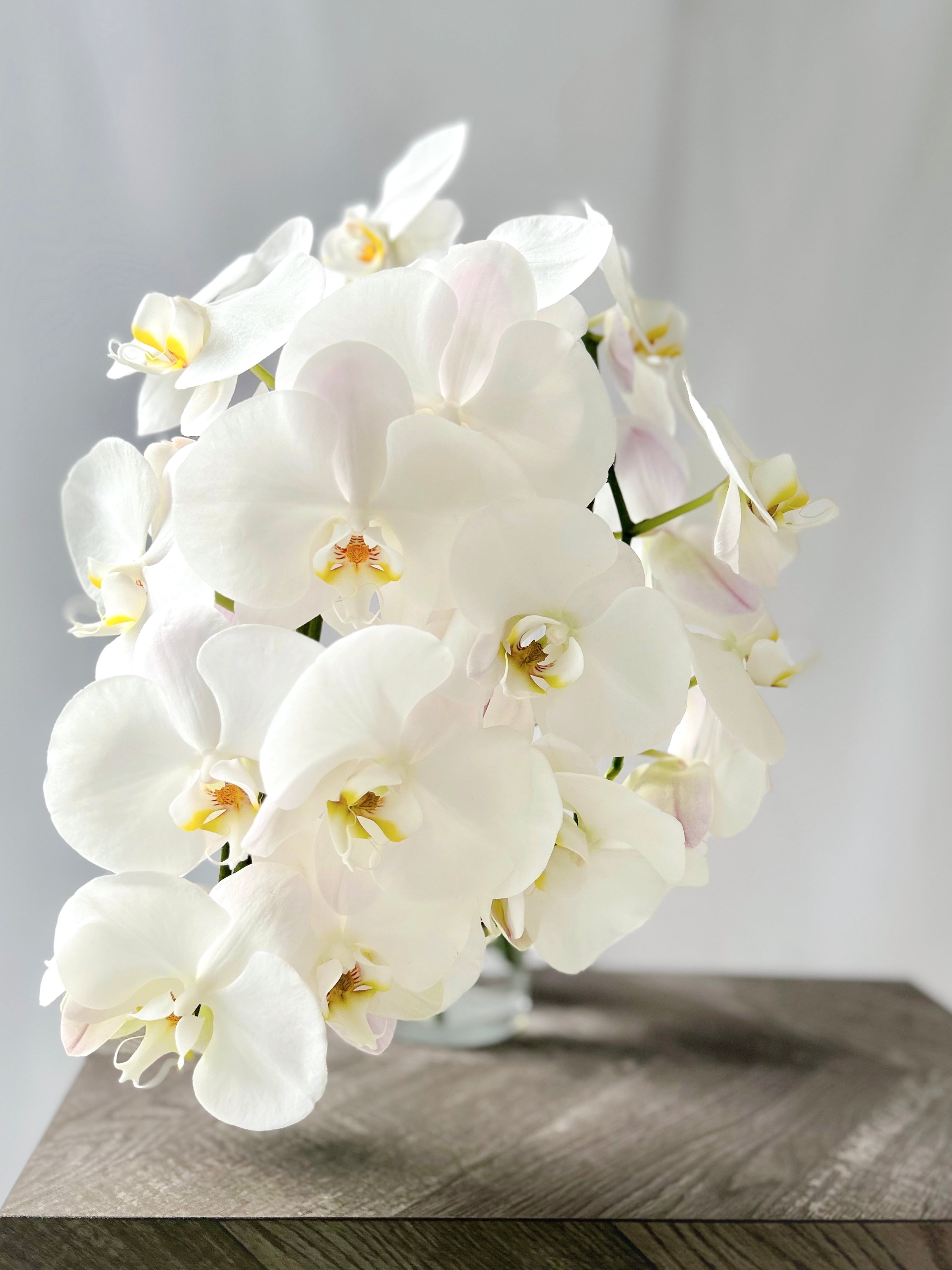 cascading orchid bridal bouquet