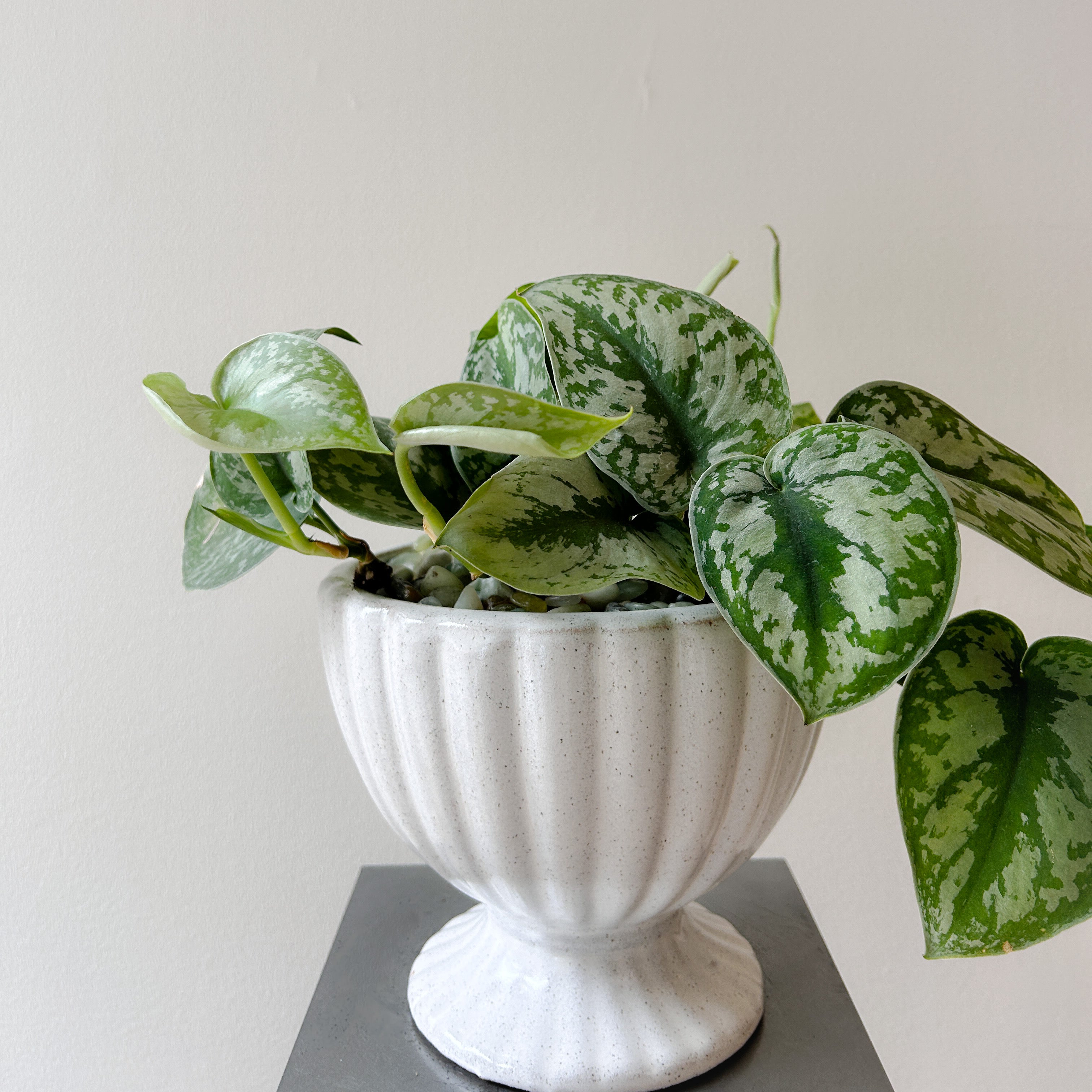 Pothos Marble