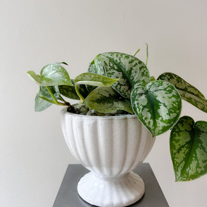 Pothos Marble