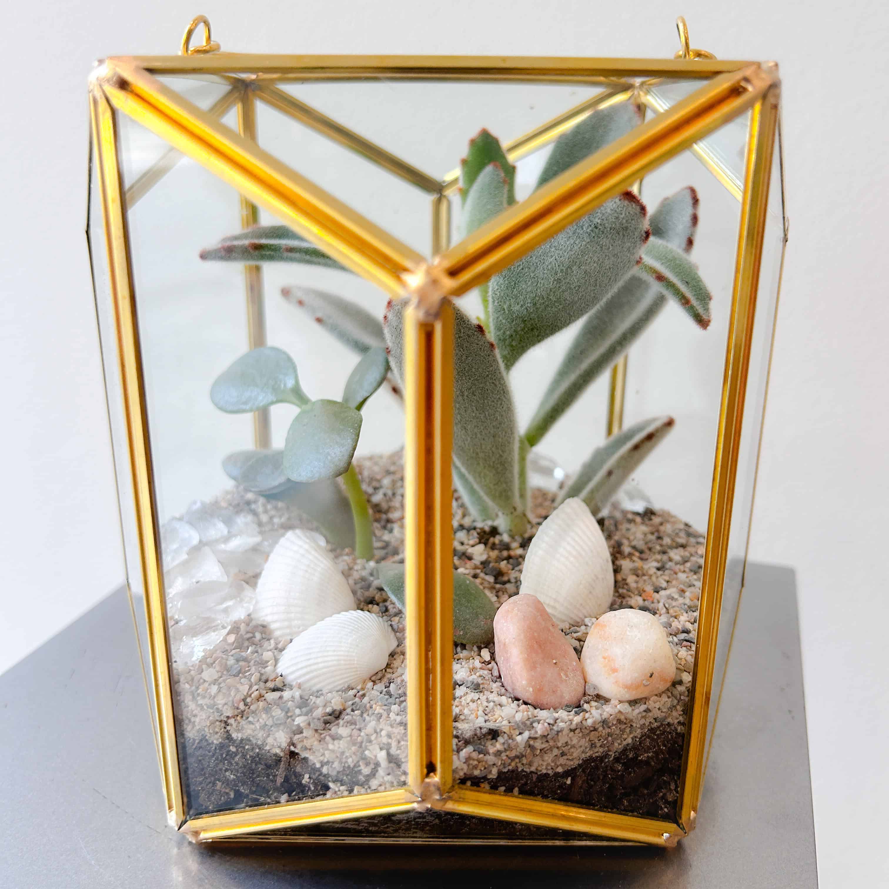 Golden Glow Succulent Lantern