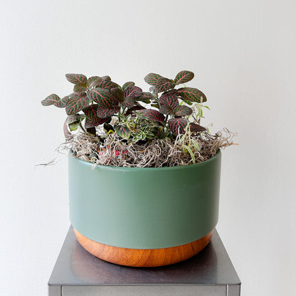 Fittonia Moss Garden