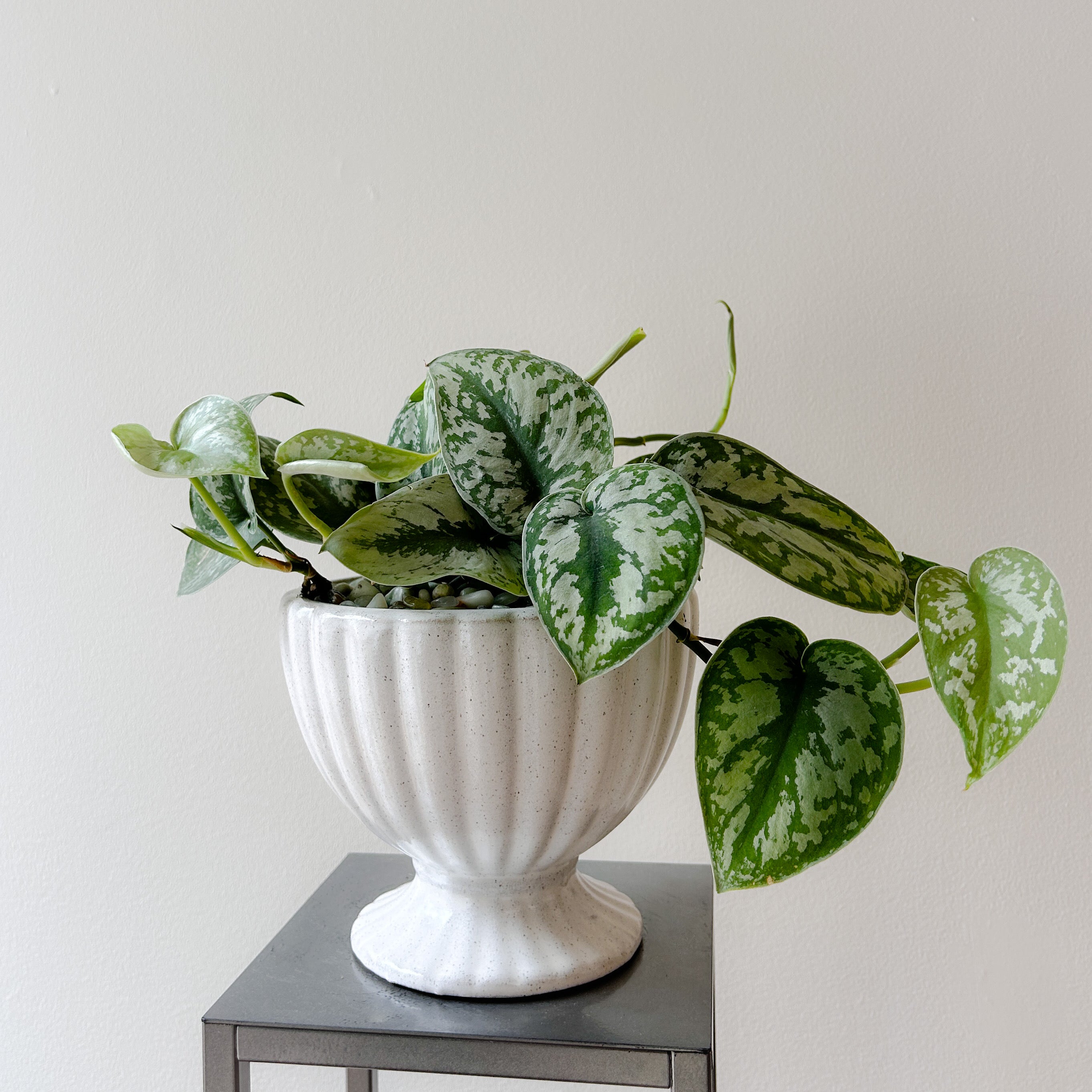 Pothos Marble
