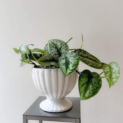 Pothos Marble