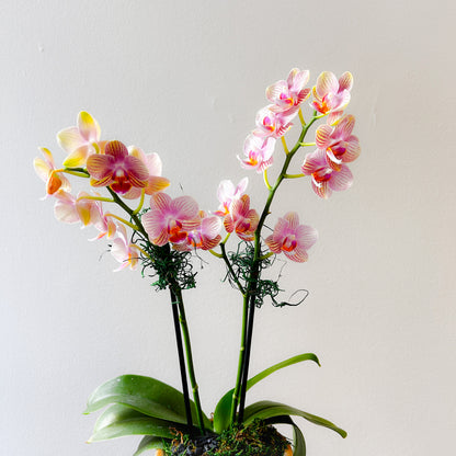 Orchid Mini Peach