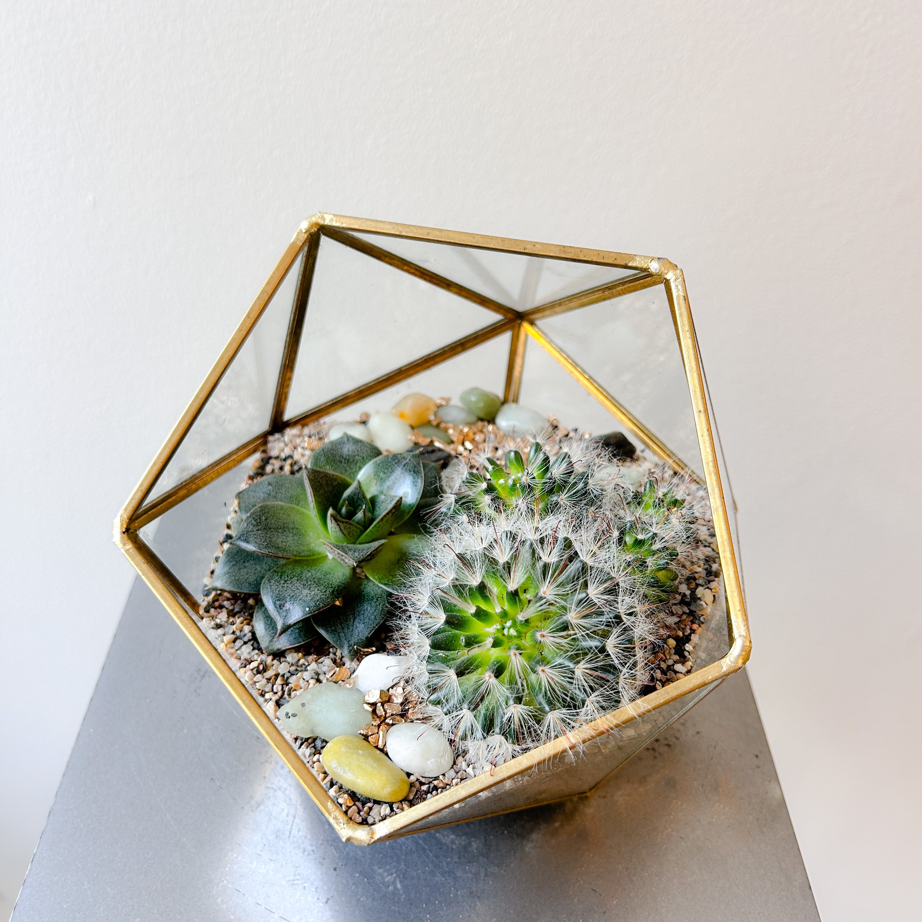 Modern geometric succulent plant pot  Flowers & Flowers