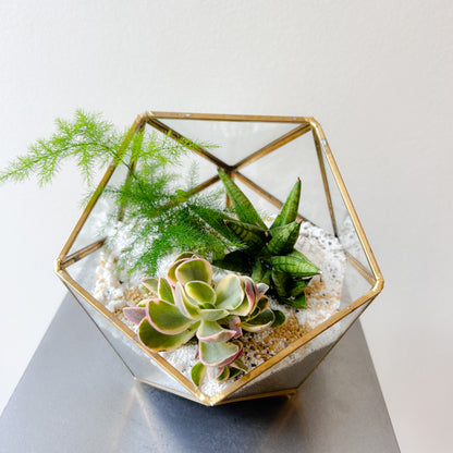Succulent Geometric