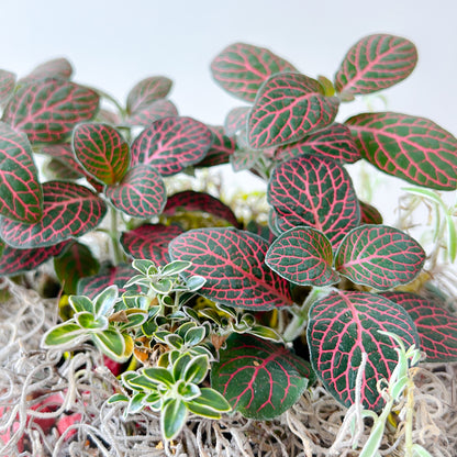 Fittonia Moss Garden