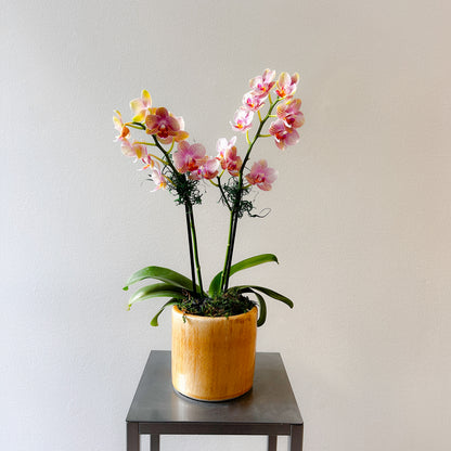 Orchid Mini Peach