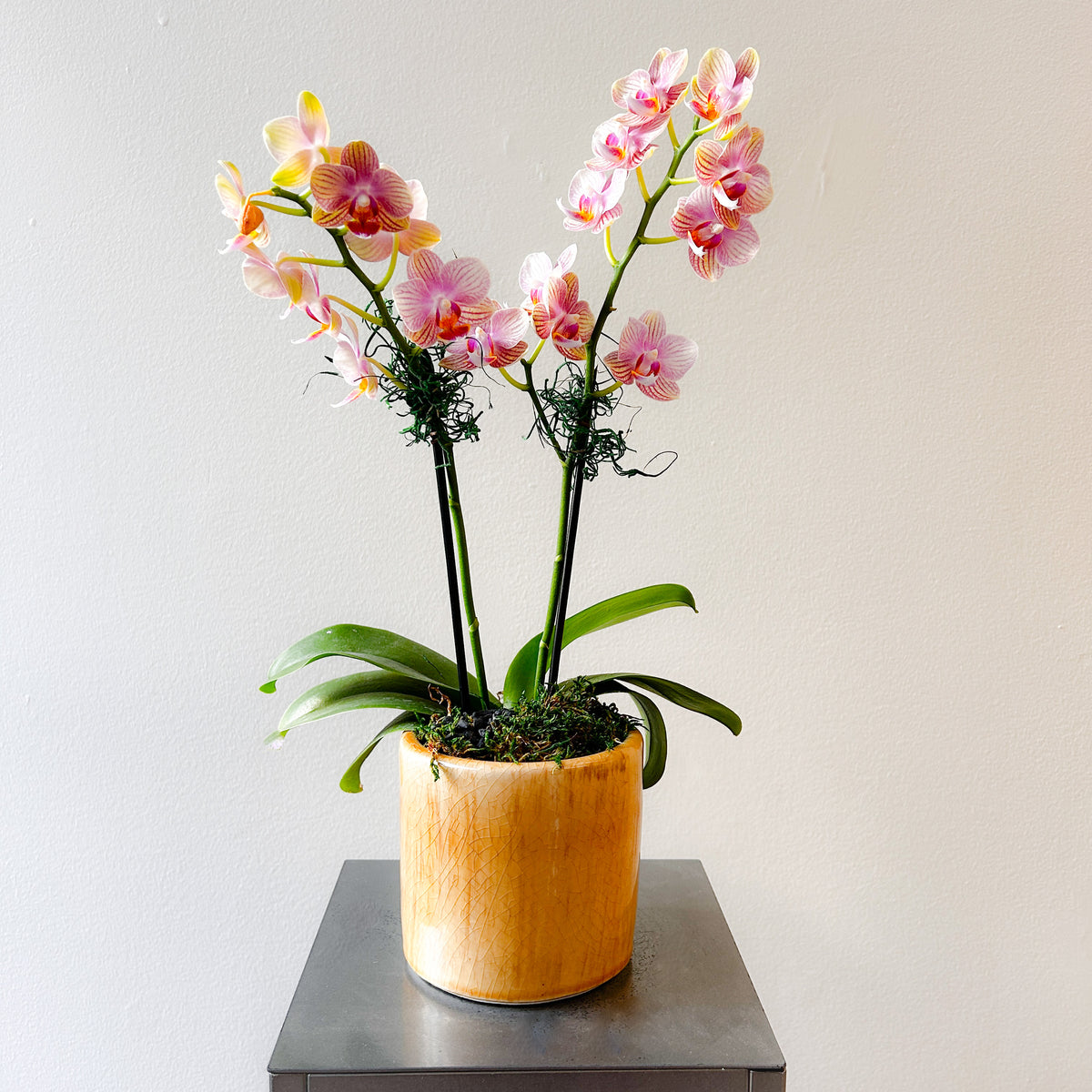 Orchid Mini Peach