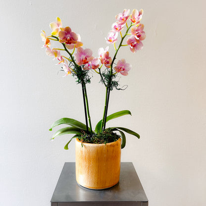 Orchid Mini Peach