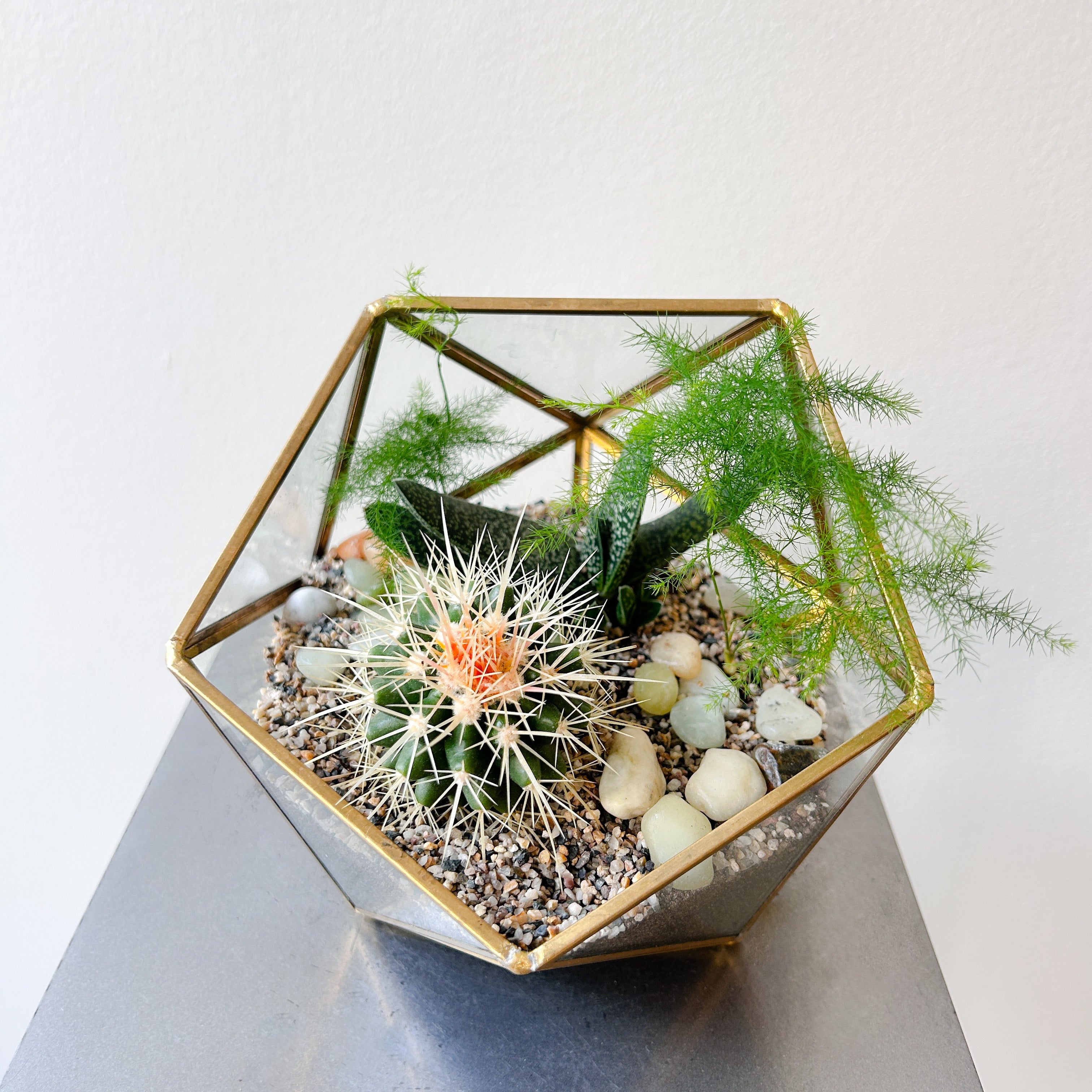 Succulent Geometric