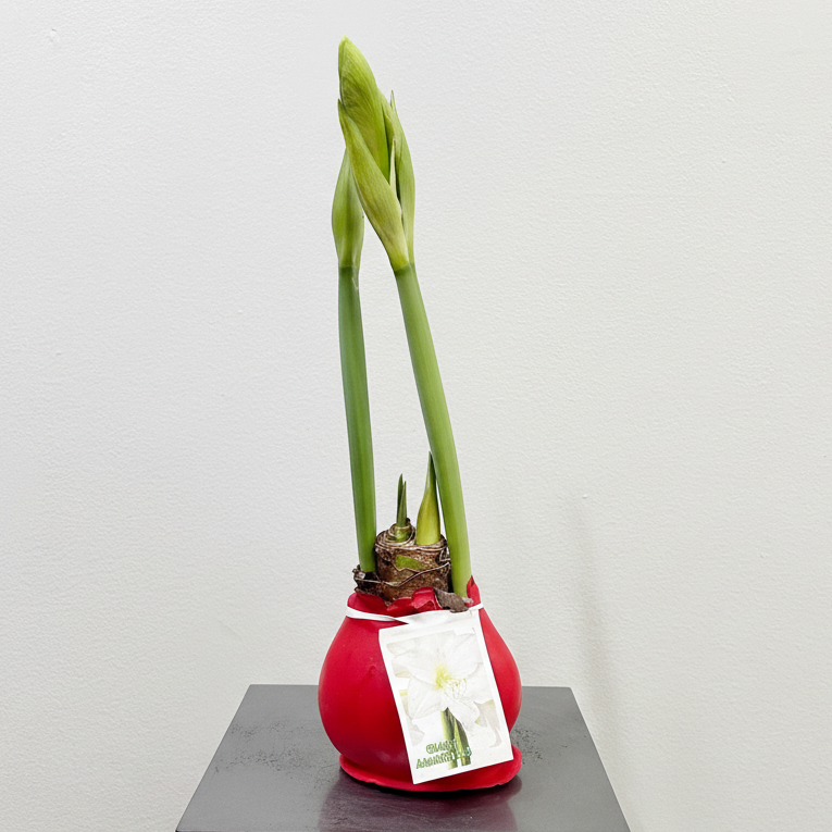 Amaryllis Bulb