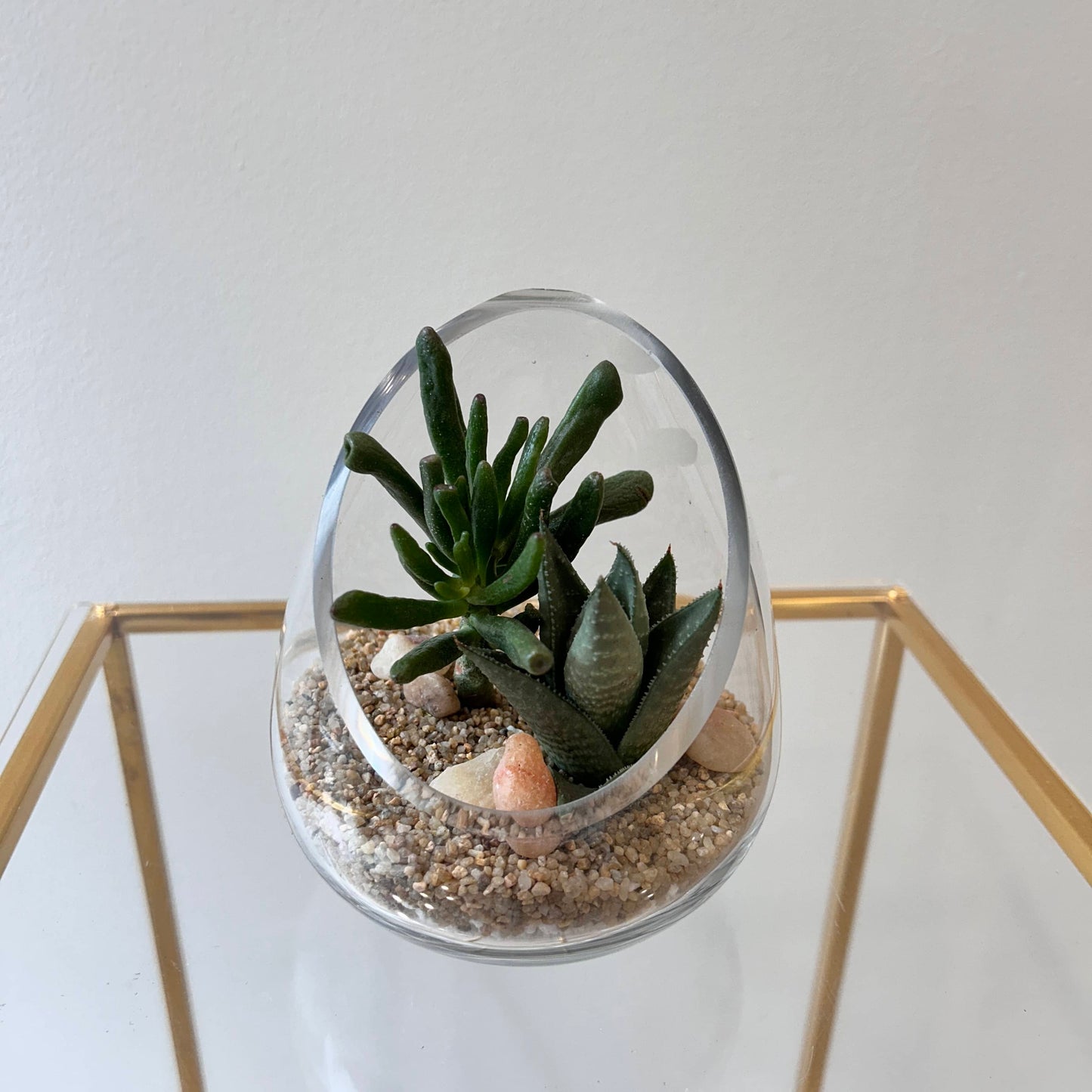 Succulent Mini